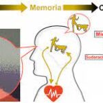 El Impacto del Resultado de Cáncer de Mama en un Paciente